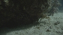 CRABE DEGUISE
