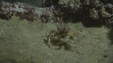 CRABE DEGUISE