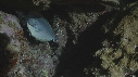POISSONS BLEUS