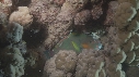 POISSON PERROQUET