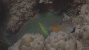 POISSON PERROQUET