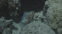 POISSON PERROQUET