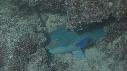 POISSON BLEU
