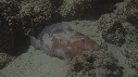 POISSONS