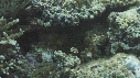 POISSONS CLOWN