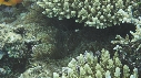POISSONS CLOWN