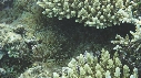 POISSONS CLOWN
