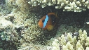 POISSONS CLOWN