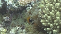 POISSONS CLOWN