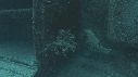 EPAVE, POISSON COFFRE