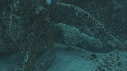 EPAVE, POISSON COFFRE