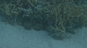 CRABE HONTEUX