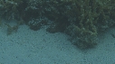 CRABE HONTEUX