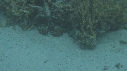 CRABE HONTEUX