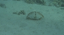 CRABE HONTEUX