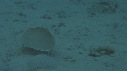 CRABE HONTEUX