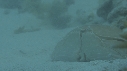 CRABE HONTEUX