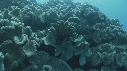 CORAIL