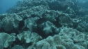CORAIL