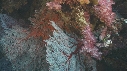 GORGONE, ALCYONAIRE