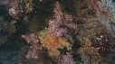 GORGONE, ALCYONAIRE