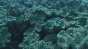 CORAIL