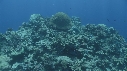 CORAIL, POISSON PERROQUET