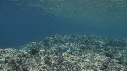 CORAIL, POISSON PERROQUET