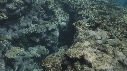 CORAIL, POISSON PERROQUET