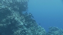 CORAIL, POISSON PERROQUET