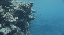 CORAIL, POISSONS