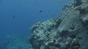 CORAIL, POISSONS
