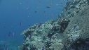 CORAIL, POISSONS