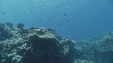 CORAIL, POISSONS