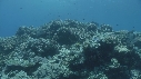 CORAIL, POISSONS