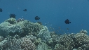 CORAIL, POISSONS