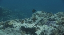 CORAIL, POISSONS CLOWNS