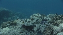 CORAIL, POISSONS CLOWNS