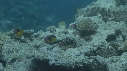 CORAIL, POISSONS CLOWNS