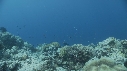 CORAIL, FLAMME