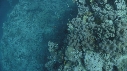 CORAIL, POISSONS BLEUS