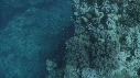CORAIL, POISSONS BLEUS