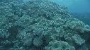 CORAIL, POISSONS CHIRURGIENS