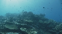 CORAIL, POISSONS