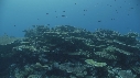 CORAIL, POISSONS