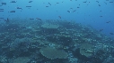 CORAIL, POISSONS