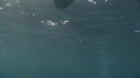 BLANKET OCTOPUS, MEDUSE