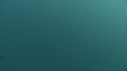 BLANKET OCTOPUS