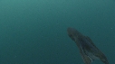 BLANKET OCTOPUS