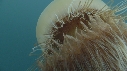 MEDUSE GEANTE